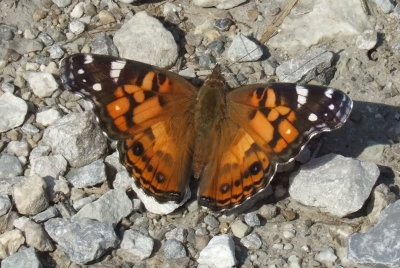 American Lady ( Vanessa virginiensis )