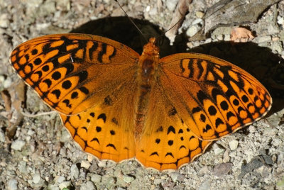 Great Spangled Fritillary (Speyeria cybele )