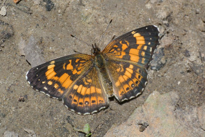 Silvery Checkerspot (Chlosyne nycteis)