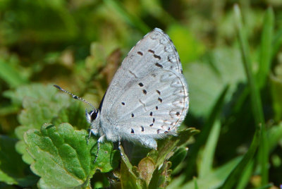 Spring Azure ( Celastrina ladon )