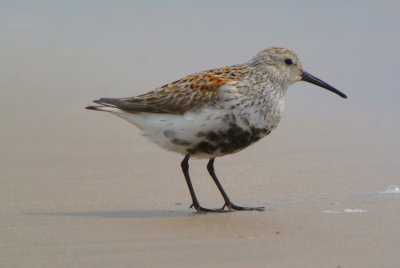 Dunlin  (Calidris alpina ) breeding