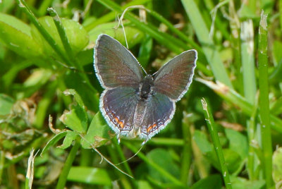 Eastern Tailed-Blue ( Cupido comyntas ) female