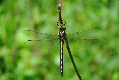 Arrowhead Spiketail (Cordulegaster obliqua ) female