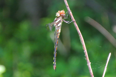Arrowhead Spiketail (Cordulegaster obliqua ) female