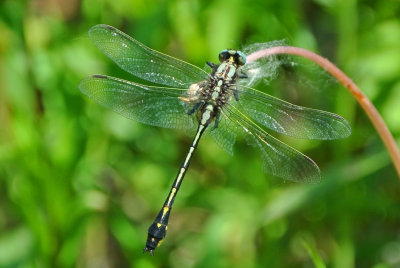 Handsome Clubtail ( Gomphus crassus ) male