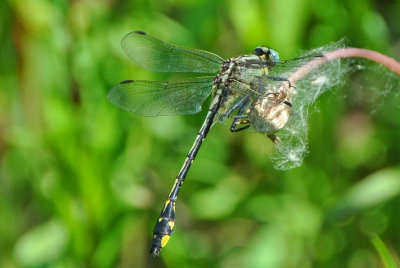 Handsome Clubtail ( Gomphus crassus ) male