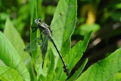 Handsome Clubtail ( Gomphus crassus ) male