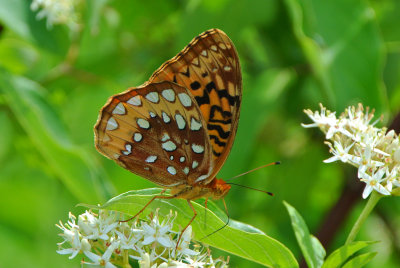 Great Spangled Fritillary (Speyeria cybele )