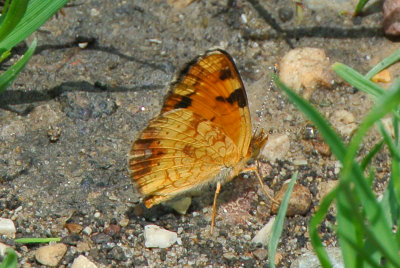 Pearl Crescent ( Phyciodes tharos )female