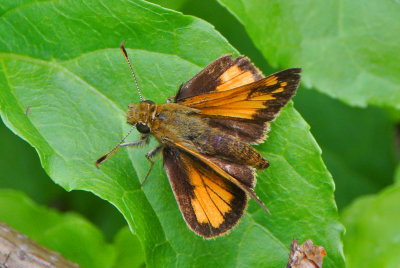 Hobomok Skipper ( Poanes hobomok) male