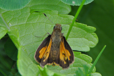 Hobomok Skipper ( Poanes hobomok) male