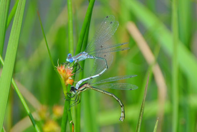 Lyre-tipped Spreadwing (Lestes unguiculatus )  tandem pair