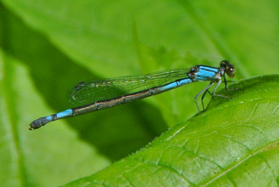 Azure Bluet (Enallagma aspersum ) female