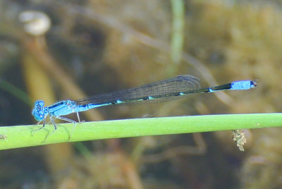 Slender Bluet ( Enallagma traviatum ) male