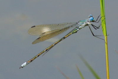 Amber-winged Spreadwing ( Lestes eurinus ) male