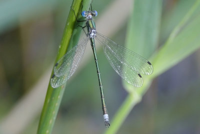 Emerald Spreadwing ( Lestes dryas ) male