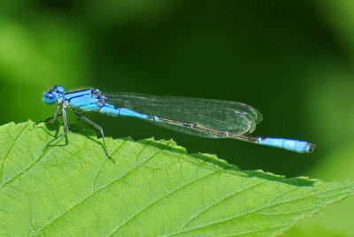 Azure Bluet (Enallagma aspersum ) male