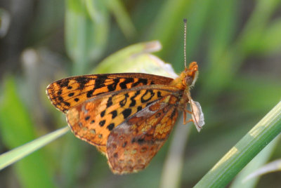 Meadow Fritillary ( Boloria  bellona )