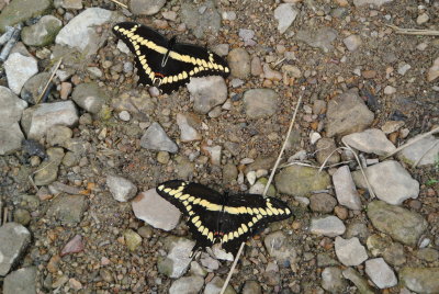 Giant Swallowtail ( Papilio cresphontes )