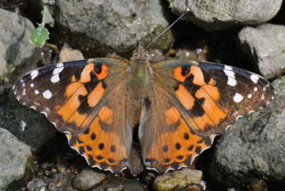 Painted Lady (Vanessa cardui )