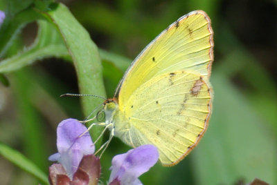 Little Yellow (Pyrisitia lisa)