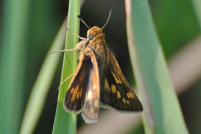 Peck's Skipper ( Polites peckius ) 