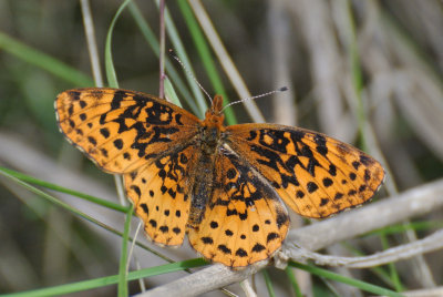 Meadow Fritillary ( Boloria  bellona )