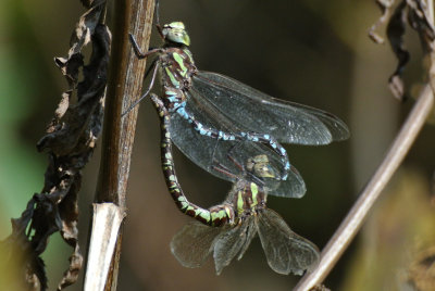 Green-striped Darner (Aeshna verticalis ) pair