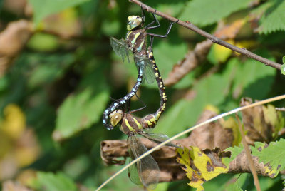 Lance-tipped Darner ( Aeshna constricta ) pair