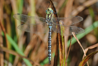 Lance-tipped Darner ( Aeshna constricta ) male