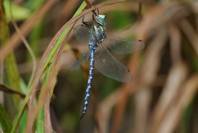 Lance-tipped Darner ( Aeshna constricta ) male