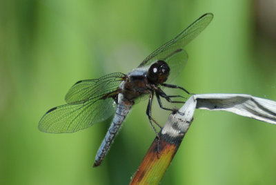 Blue Corporal (Ladona deplanata)