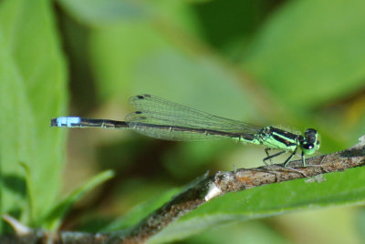 Eastern Forktail (Ischnura verticalis ) male