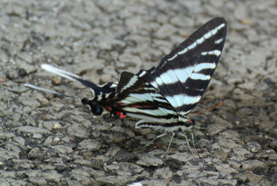 Zebra Swallowtail (Eurytides marcellus ) summer form