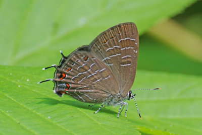 Striped Hairstreak (Satyrium liparops )