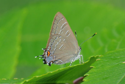 Banded Hairstreak (Satyrium calanus )