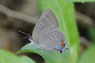 Hickory Hairstreak (Satyrium caryaevorus )