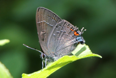 Banded Hairstreak (Satyrium calanus )