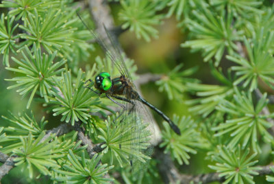 Racket-tailed Emerald (Dorocordulia libera ) male