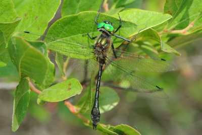 Racket-tailed Emerald (Dorocordulia libera ) male