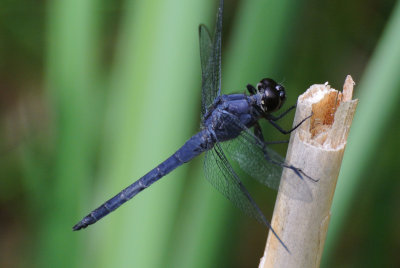 Slaty skimmer (Libellula incesta ) male