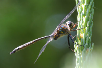 Williamson's Emerald (Somatochlora williamsoni ) male