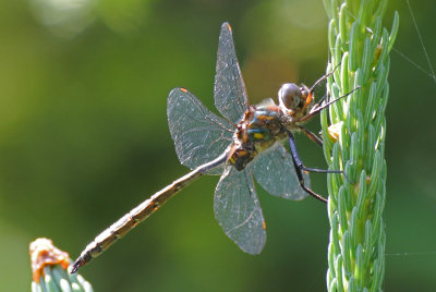 Williamson's Emerald (Somatochlora williamsoni ) male