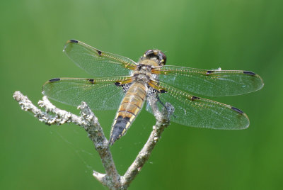 Four-spotted Skimmer (Libellula quadrimaculata ) female