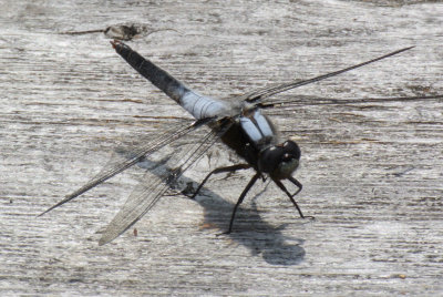 Chalk-fronted Corporal (Ladona julia )