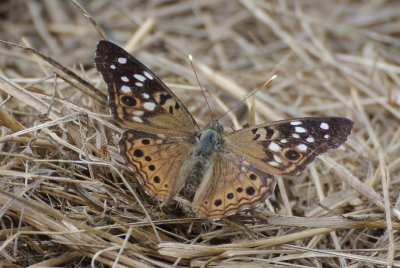 Hackberry Emperor (Asterocampa celtis )