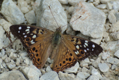 Hackberry Emperor (Asterocampa celtis )