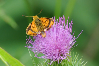 Delaware Skipper ( Anatrytone logan ) male