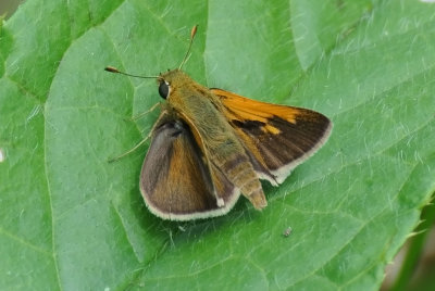 Tawny-edged Skipper (Polites themistocles )