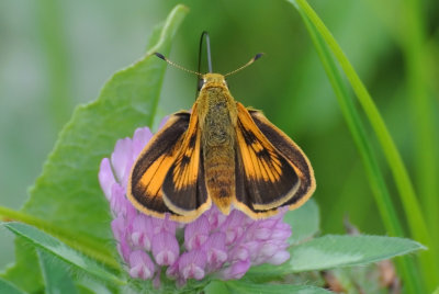 Delaware Skipper ( Anatrytone logan ) female